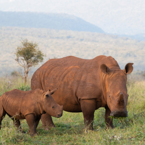 Rhino cow and calf standing outside.