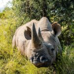 Large black rhino lying down