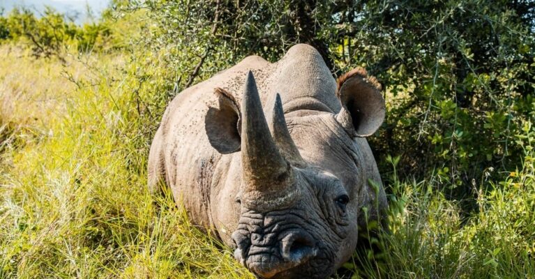 Large black rhino lying down