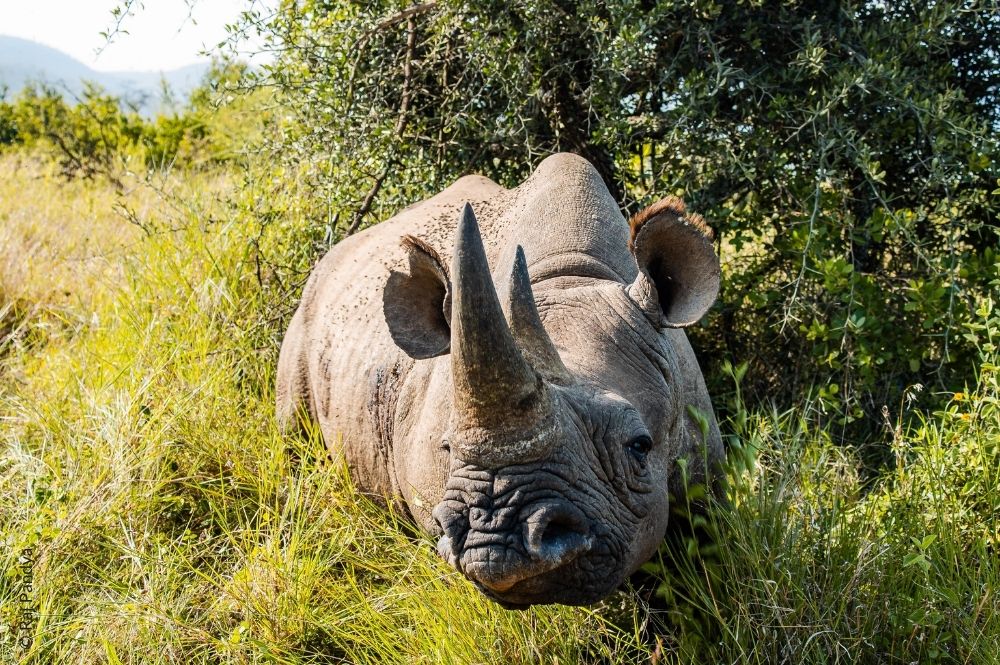 Large black rhino lying down