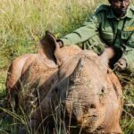 Black rhino calf with a ranger