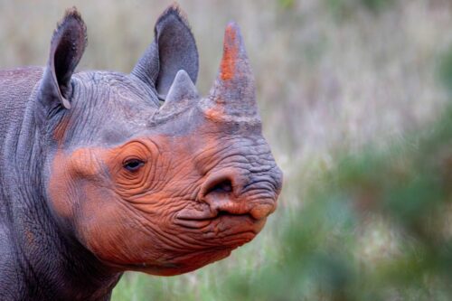 Black rhino looking right with red dust across face.