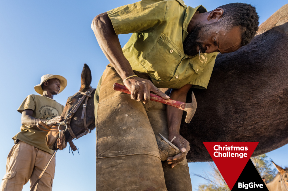 Man shoeing a mule outside. Logo: The Big Give Christmas Challenge