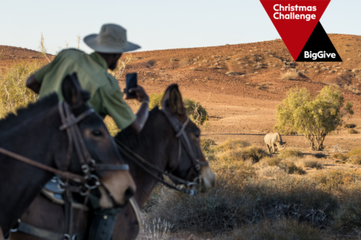 Daily monitoring by the Mule Patrol Unit. A ranger takes a photo of a rhino whilst riding in the desert. Logo: The Big Give Christmas Challenge