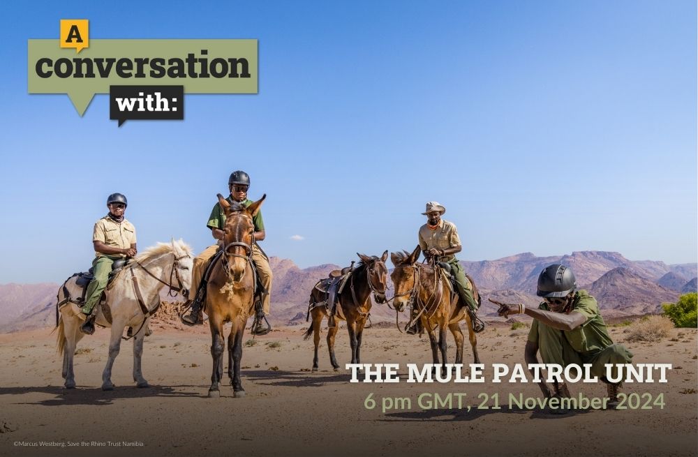 Three men riding mules, one man pointing.