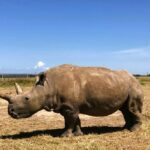 A standing Northern white rhino