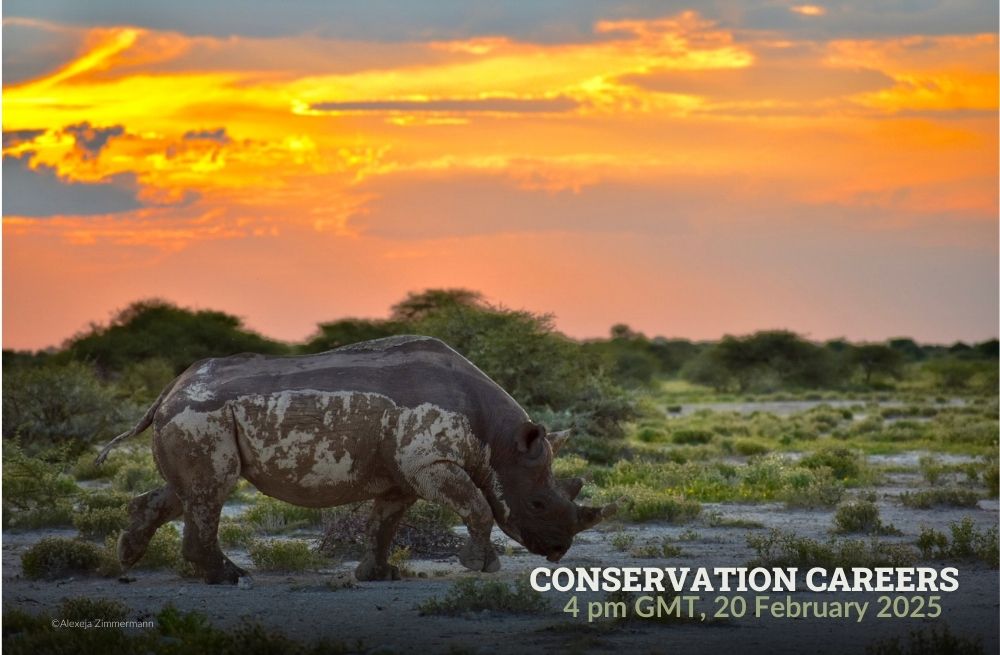 Black rhino outside with a sunset in the background. Text: Conservation careers 20 February 2025, 4pm GMT