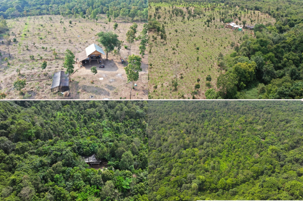 Four images of two forest areas. Top two show areas with few trees, bottom two show recovered land with a full canopy.