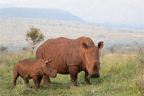 White rhino cow with calf