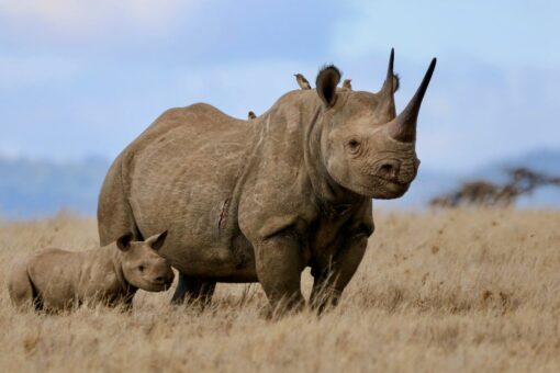 A black rhino mum and calf standing in a field