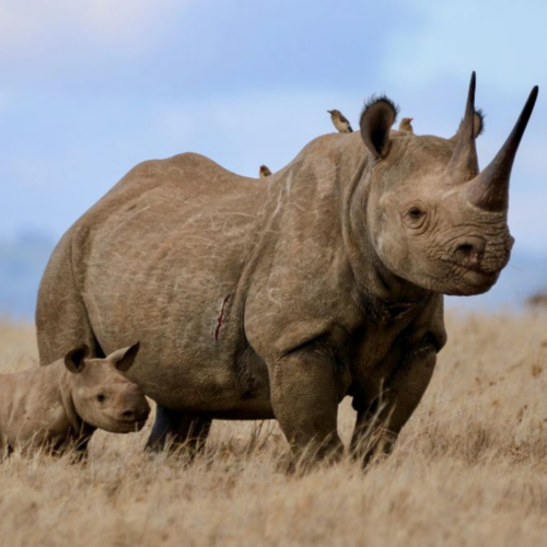 A black rhino mum and calf standing in a field