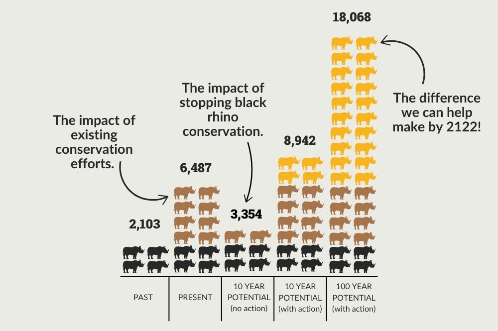 Graphic showing past, present and predicted black rhino numbers.