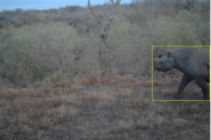 Black rhino head and shoulders on the right hand side, image from a camera trap.