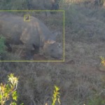 Black rhino in the bush with a yellow square around from a camera trap.