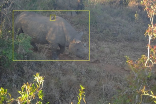 Black rhino in the bush with a yellow square around from a camera trap.