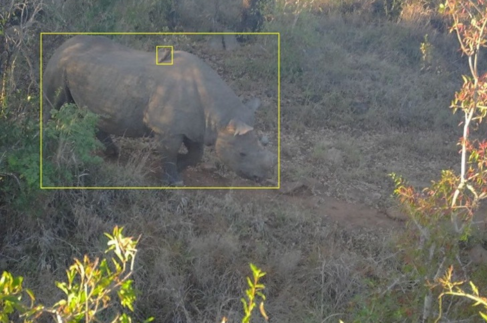 Black rhino in the bush with a yellow square around from a camera trap.