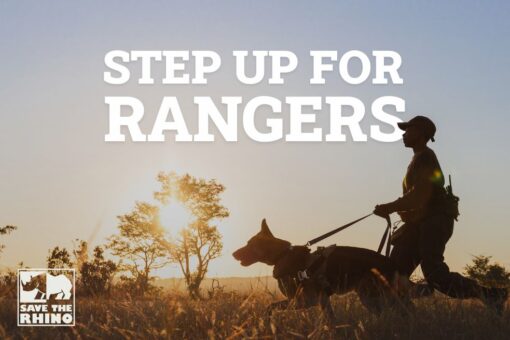 Ranger walking with dog at sunset. Text: Step up for rangers.