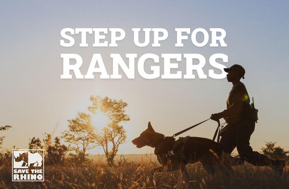 Ranger walking with dog at sunset. Text: Step up for rangers.