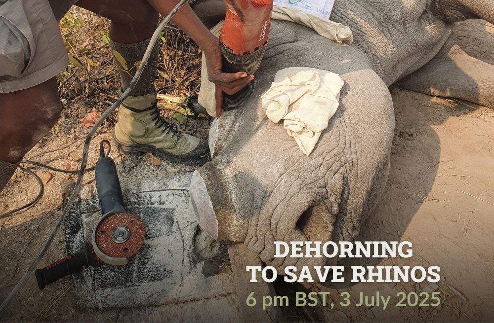 Rhino anesthetized being dehorned.