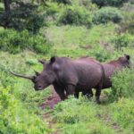 Two white rhinos in the bush. One with a very long front horn.