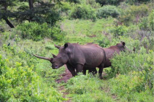 Two white rhinos in the bush. One with a very long front horn.
