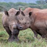 Two white rhinos outside. One with horns, one dehorned.