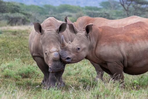 Two white rhinos outside. One with horns, one dehorned.