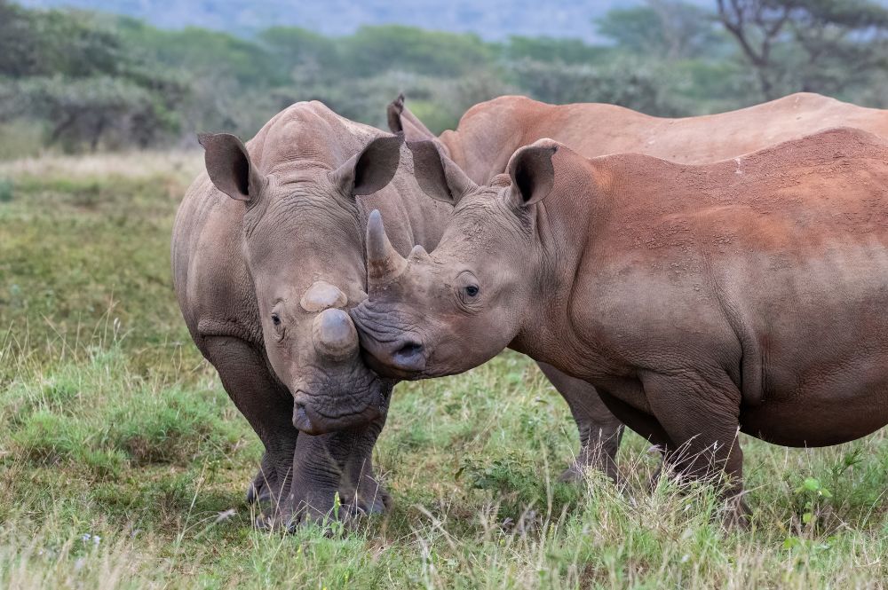 Two white rhinos outside. One with horns, one dehorned.