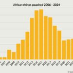 Chart showing the number of African rhinos poached between 2006 and 2024.