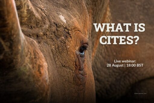 A rhino close up looking into the camera. Text: What is CITES?