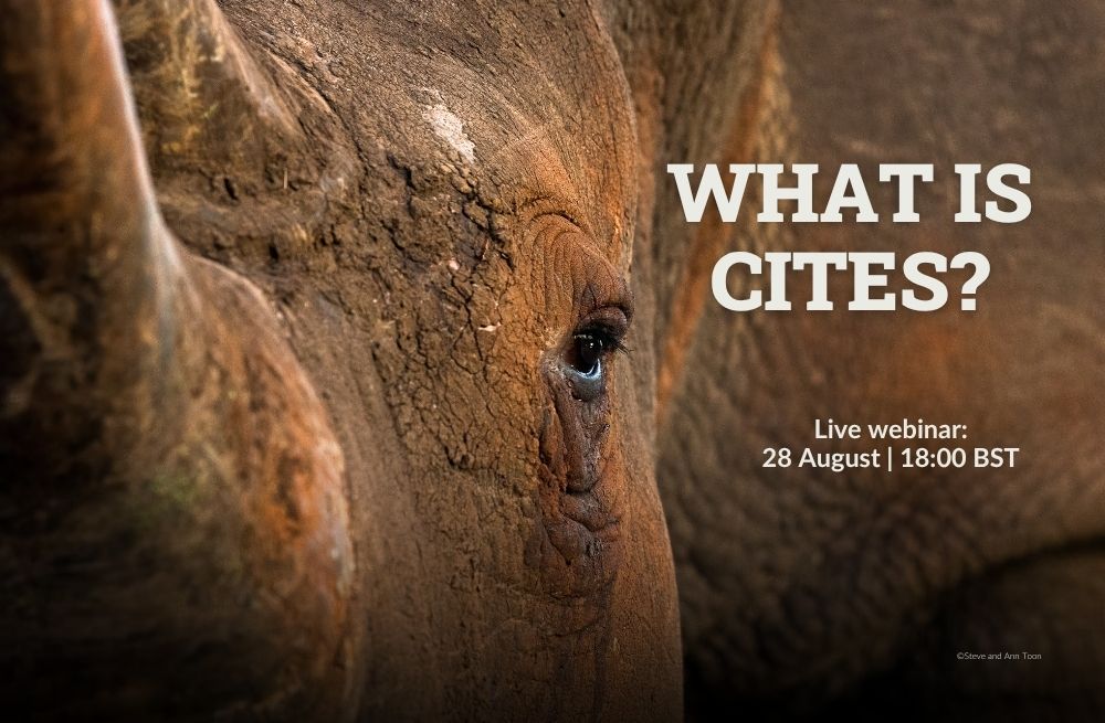 A rhino close up looking into the camera. Text: What is CITES?