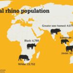 A world map, in yellow, with the number of all five rhino species above their home ranges.