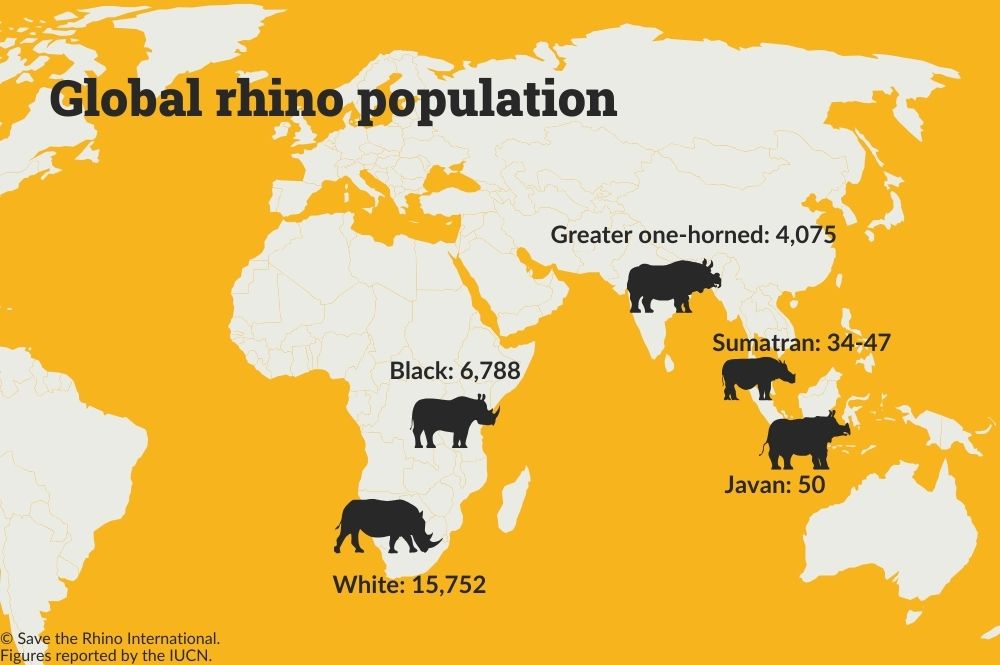 A world map, in yellow, with the number of all five rhino species above their home ranges.