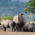 Three white rhinos outside. All with horns.