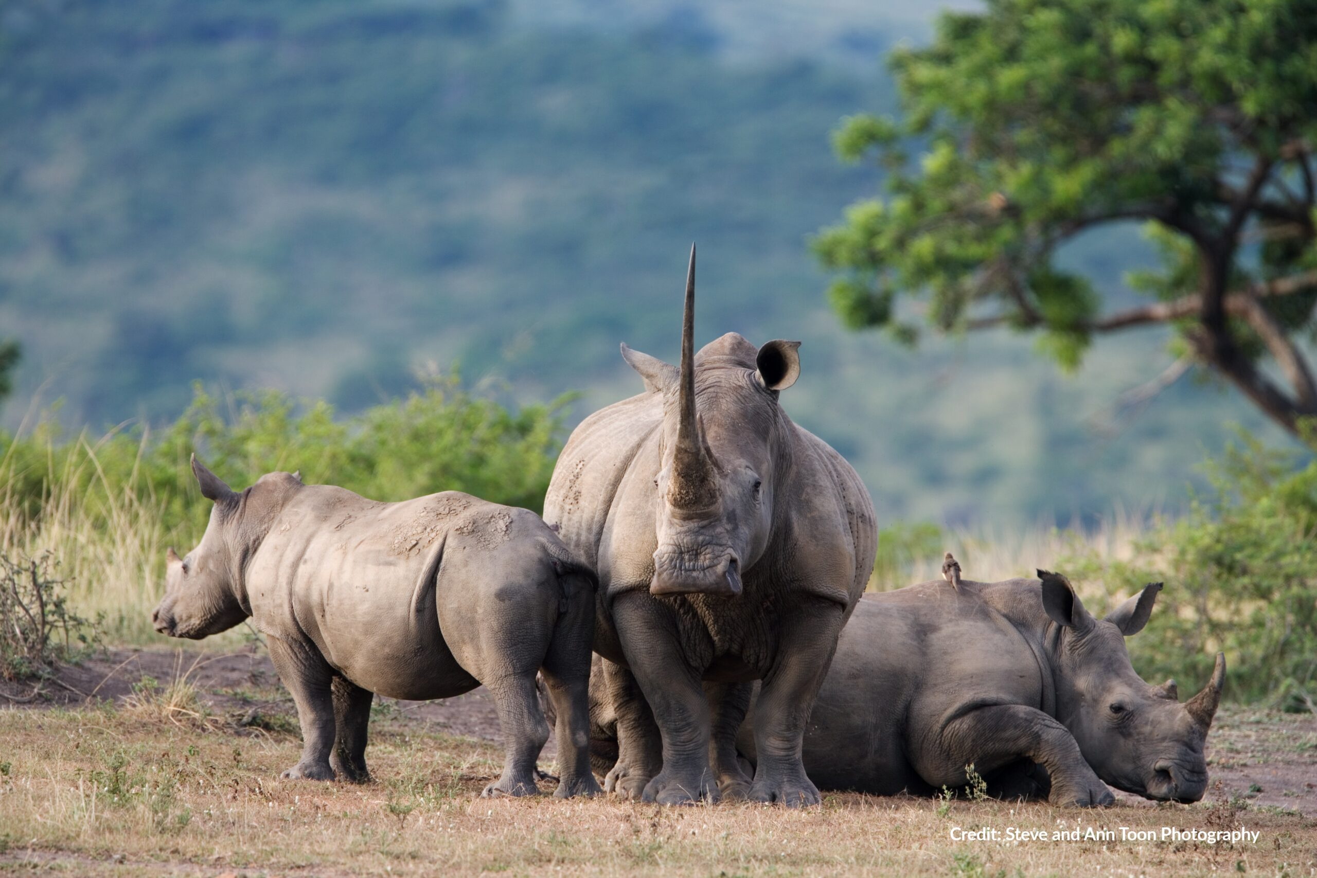 Three white rhinos outside. All with horns.