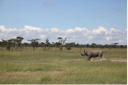 black rhino walking in a field.