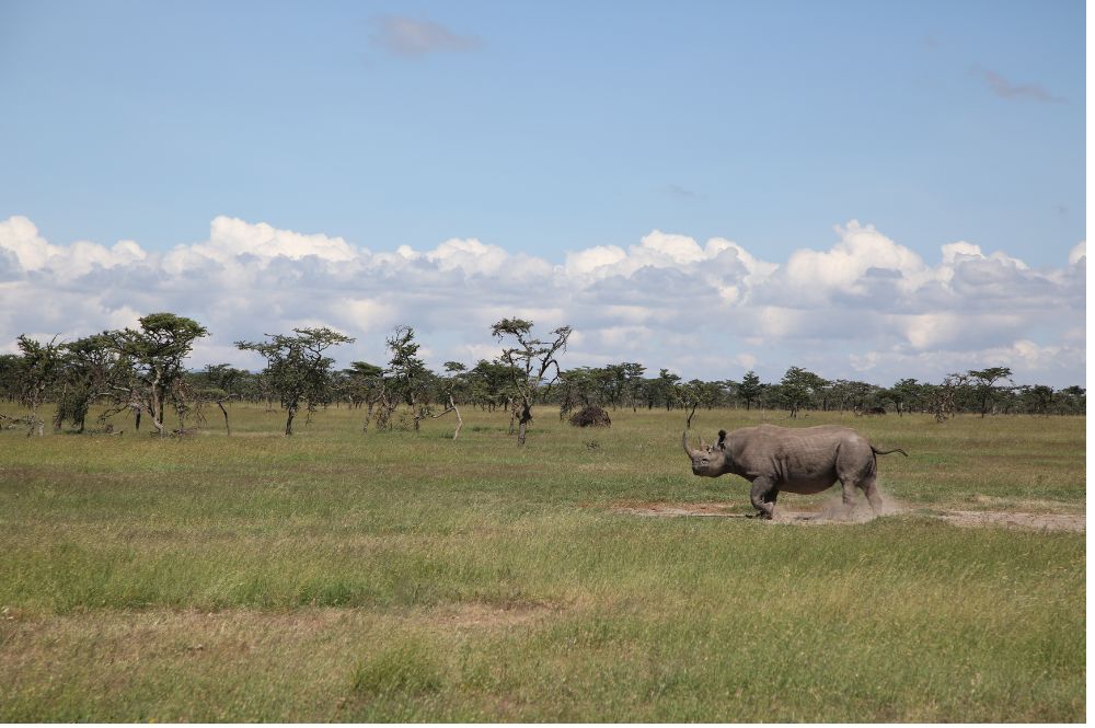 black rhino walking in a field.