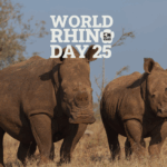 Two white rhinos with text overlay. Text reads: World Rhino Day 25