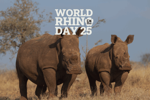 Two white rhinos with text overlay. Text reads: World Rhino Day 25