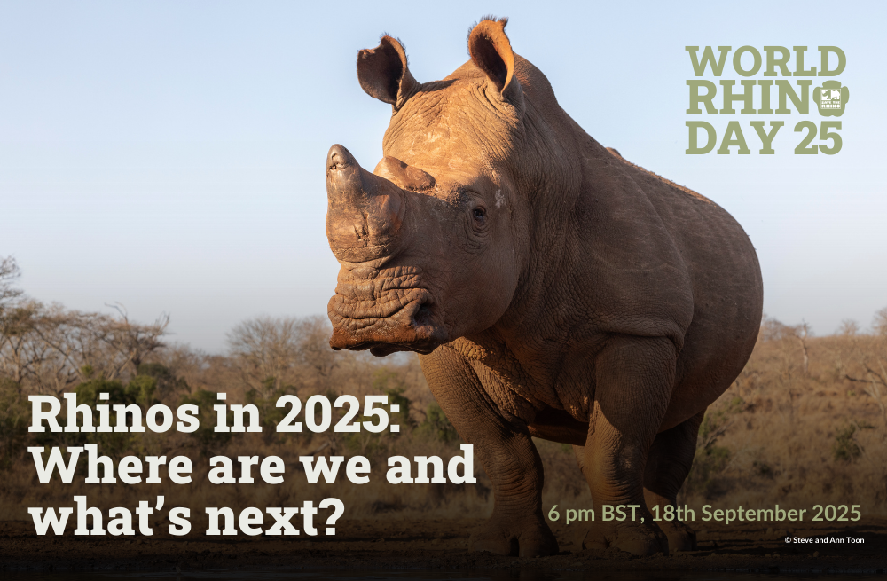 Close up of a white rhino. Text: Rhinos in 2025: Where are we and whats next? 6pm BST, 18 September 2025