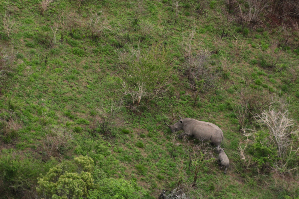 A white rhino cow and calf, photo taken from above.