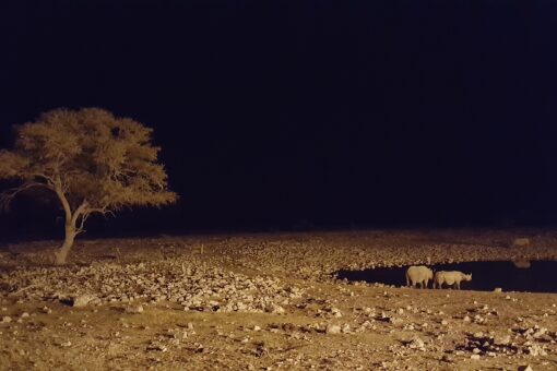 Two black rhinos by a watering hole in Etosha National Park at dark