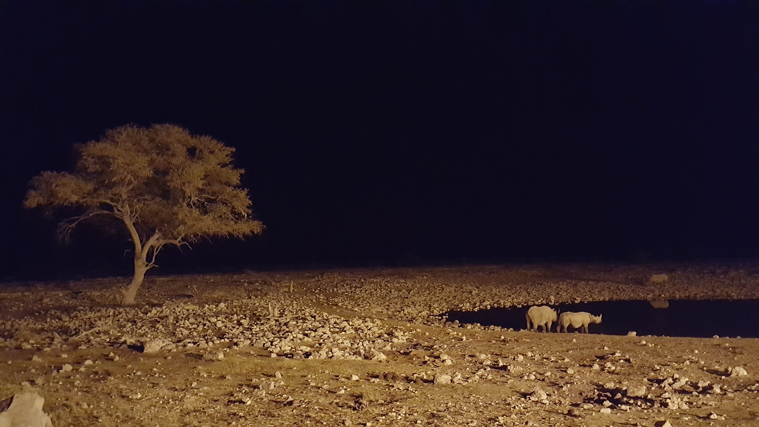 Two black rhinos by a watering hole in Etosha National Park at dark