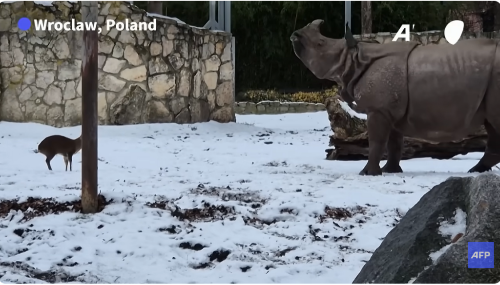 Webinar: Rhino Behaviour - do they play? | Save the Rhino