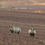Rhinos in the Kunene region