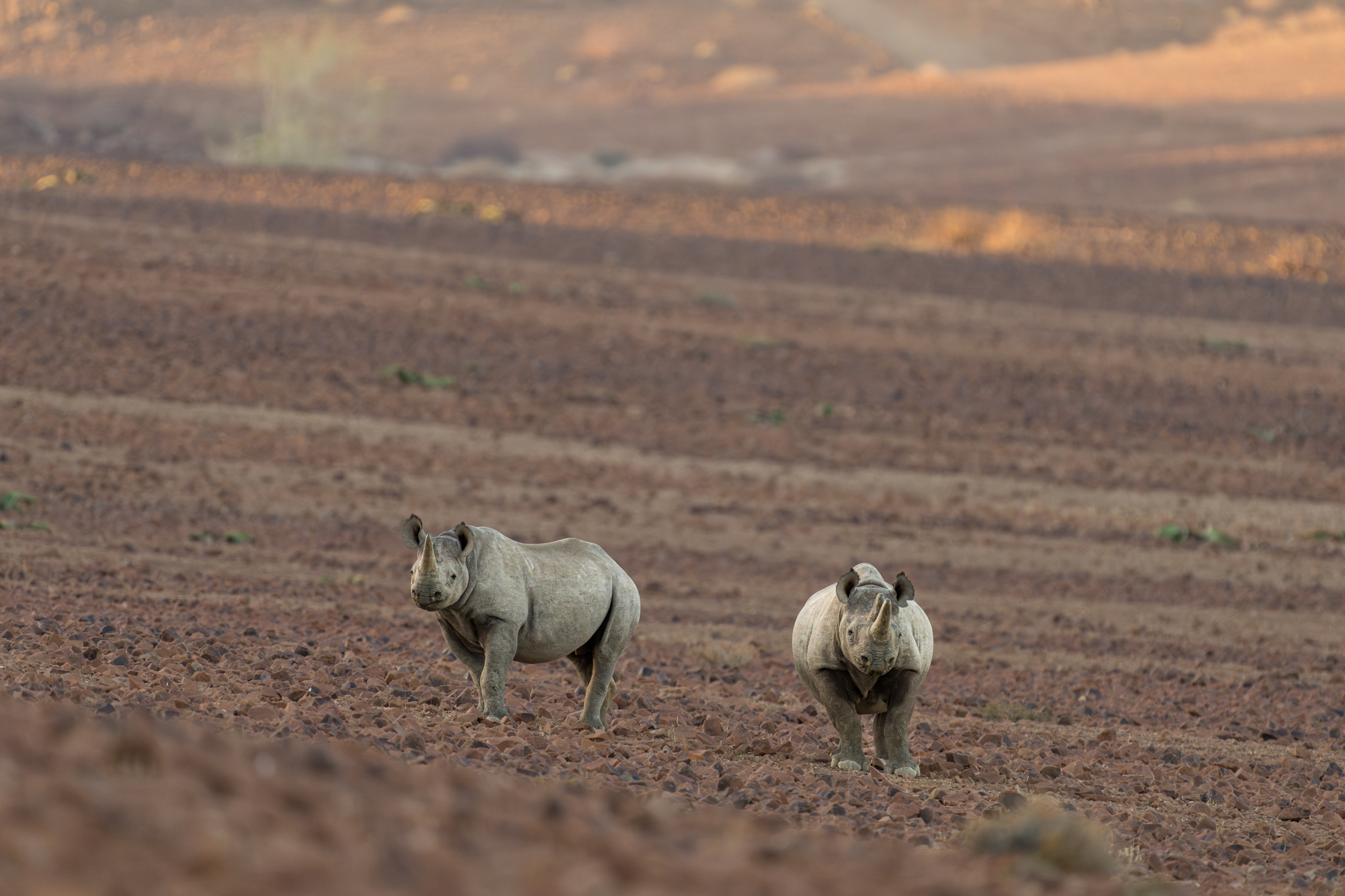 Rhinos in the Kunene region