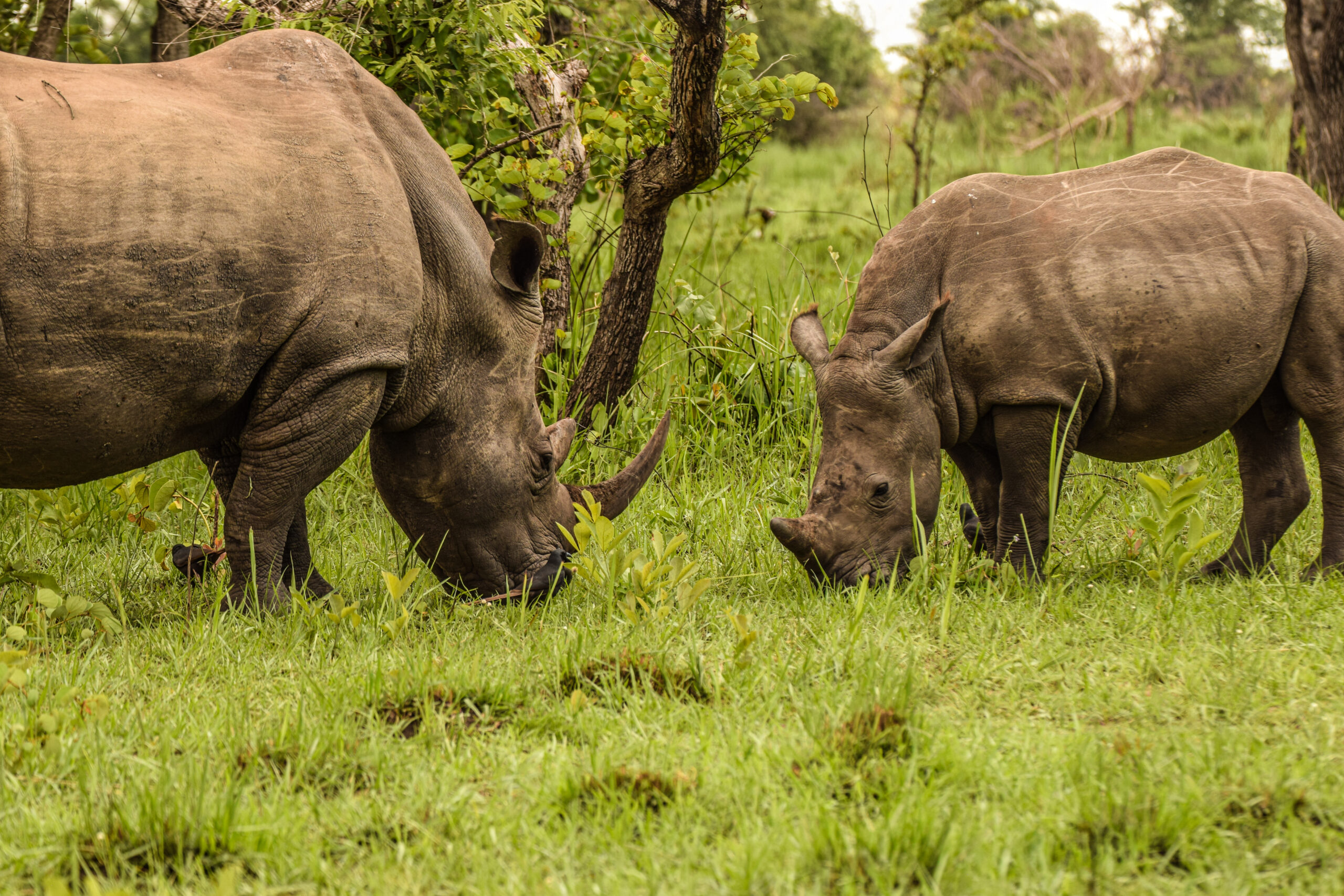 Two rhinos face each other while grazing