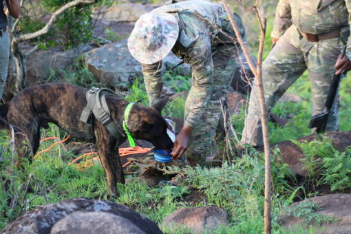 2023HluhluweiMfoloziPark_CreditSRI