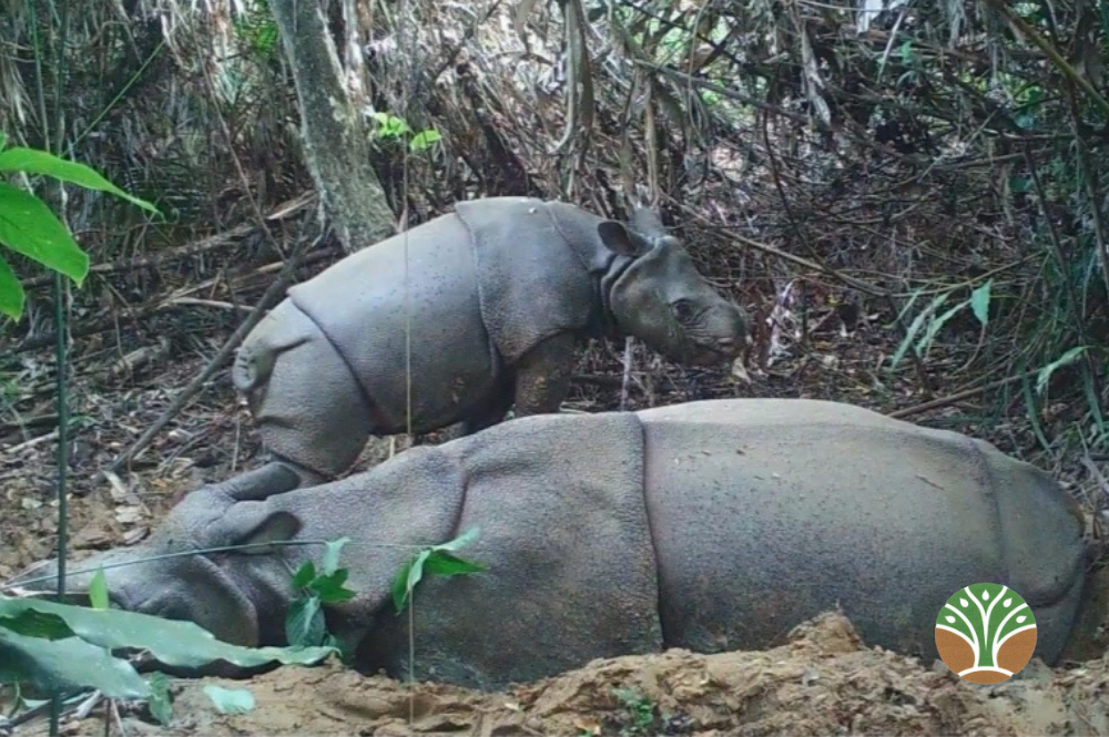 Camera trap still, Ujung Kulon National Park. Caption: A Javan rhino (Rhinoceros sondaicus) in Ujung Kulon National Park, Java — the species' only remaining wild population. Image Courtesy of the Indonesian Ministry of Environment and Forestry
