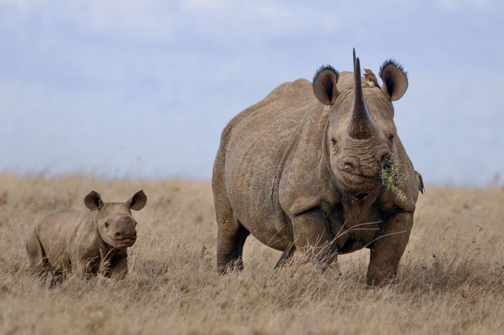 Black rhino (Diceros bicornis) numbers have more than doubled from their mid-1990s low, growing by 5.2% in 2024. The species remains Critically Endangered due to the scale of historical decline captured in the three-generation assessment window. Image credit: Lara Jackson